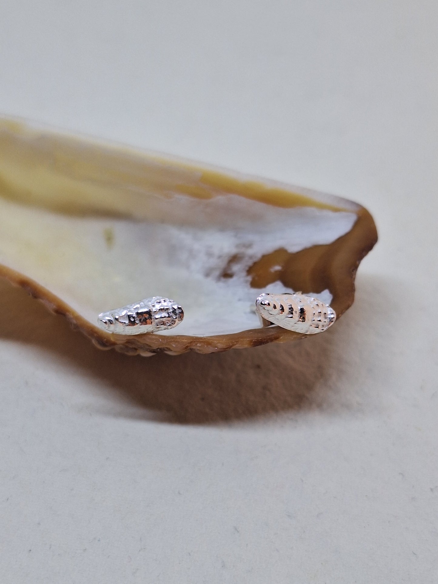 Tiny Auger shell stud earrings