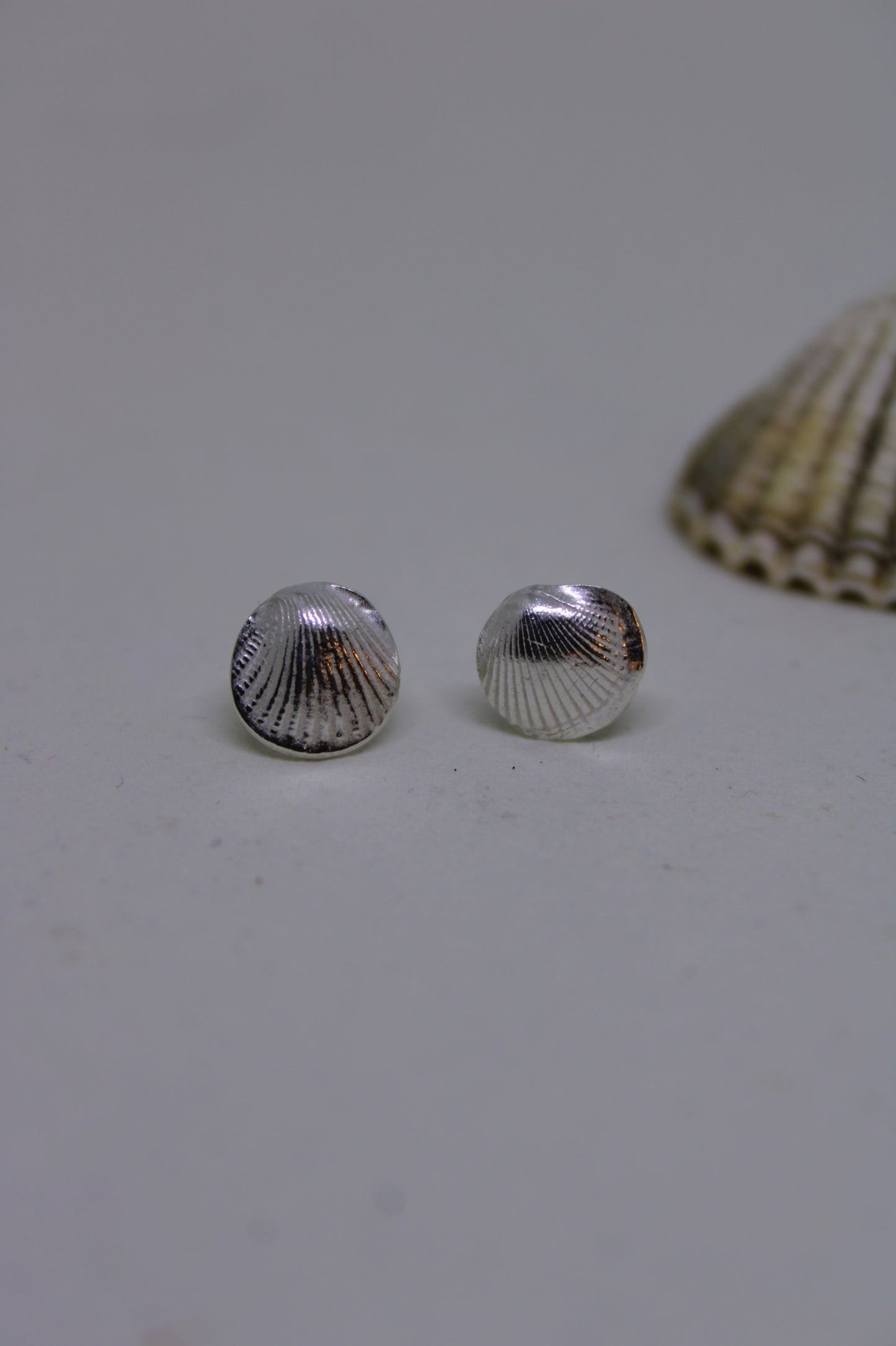 Cockle shell stud earrings