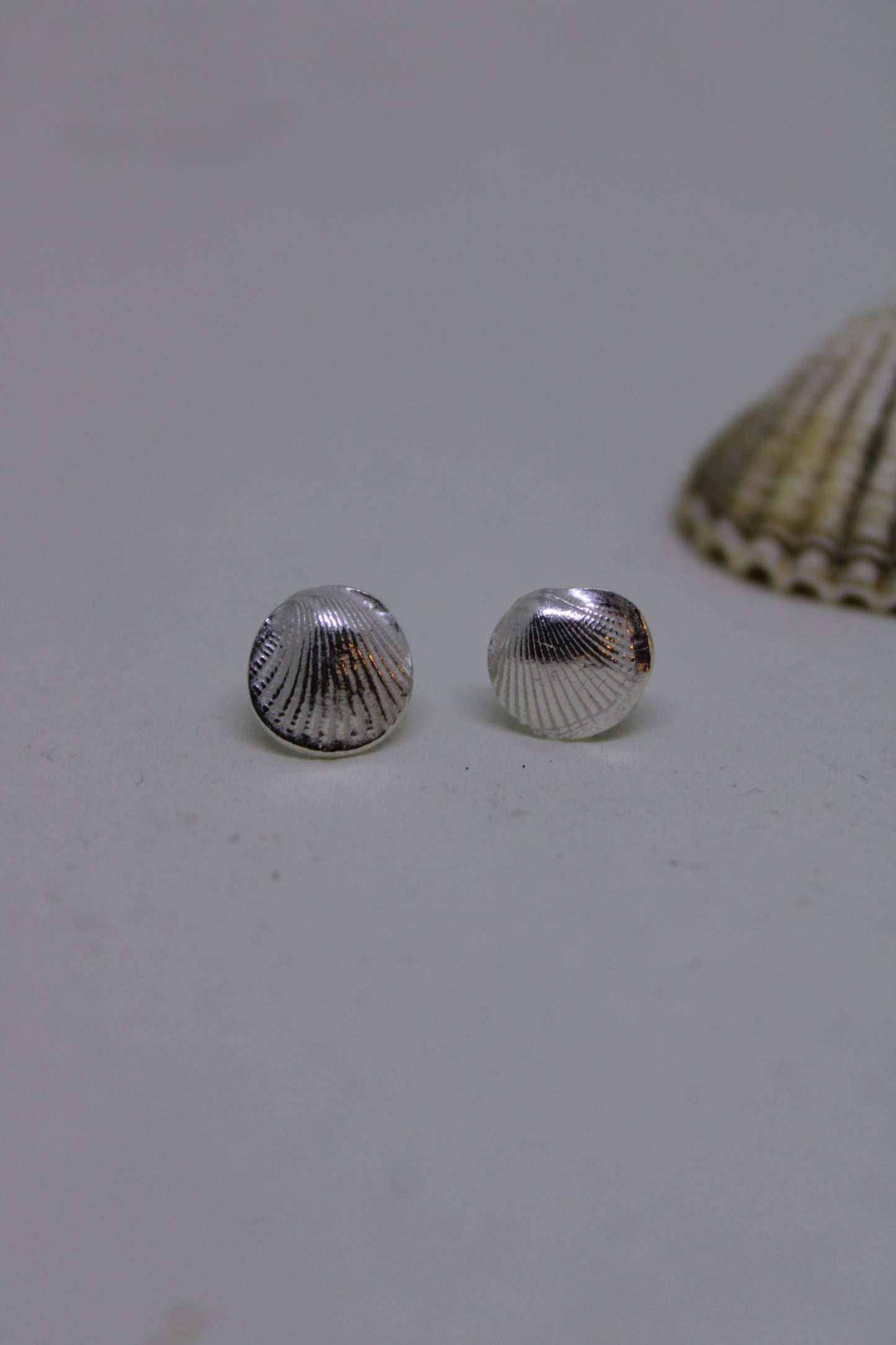 Cockle shell stud earrings